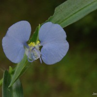 Commelina ensifolia R.Br.